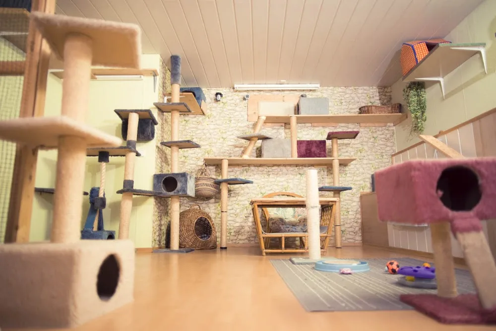 Katzenpension Mia Maunz - Aßlar pet otel görseli 3