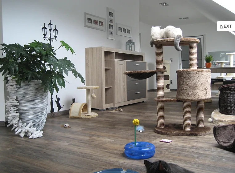 Katzenpension Samtpfötchen - Aßlar pet otel görseli 3