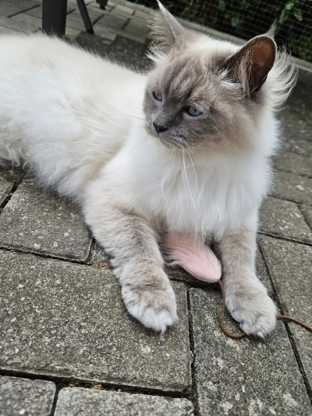 Katzenpension Theiß - Aßlar pet otel görseli 3