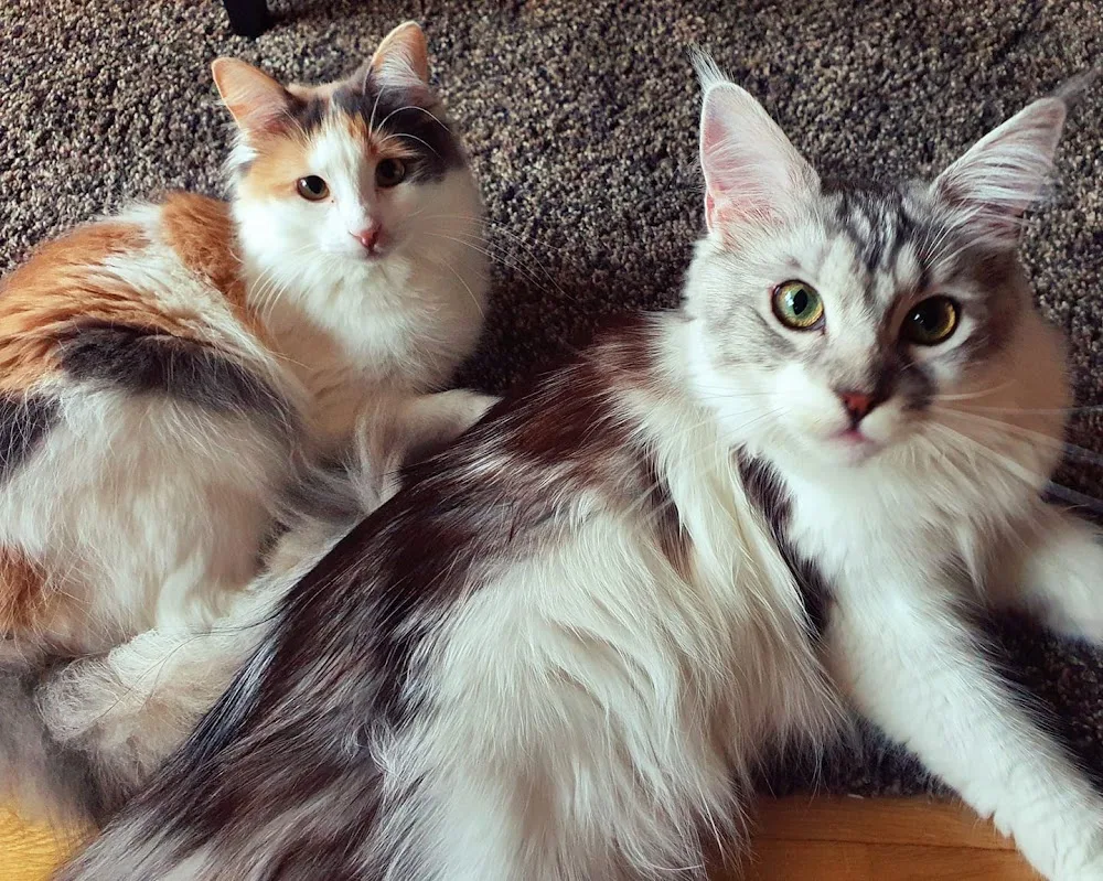 Königinnen von Schnurr Agentur - Haustierservice / Haustierbetreuung / Katzenbetreuung - Aßlar pet otel