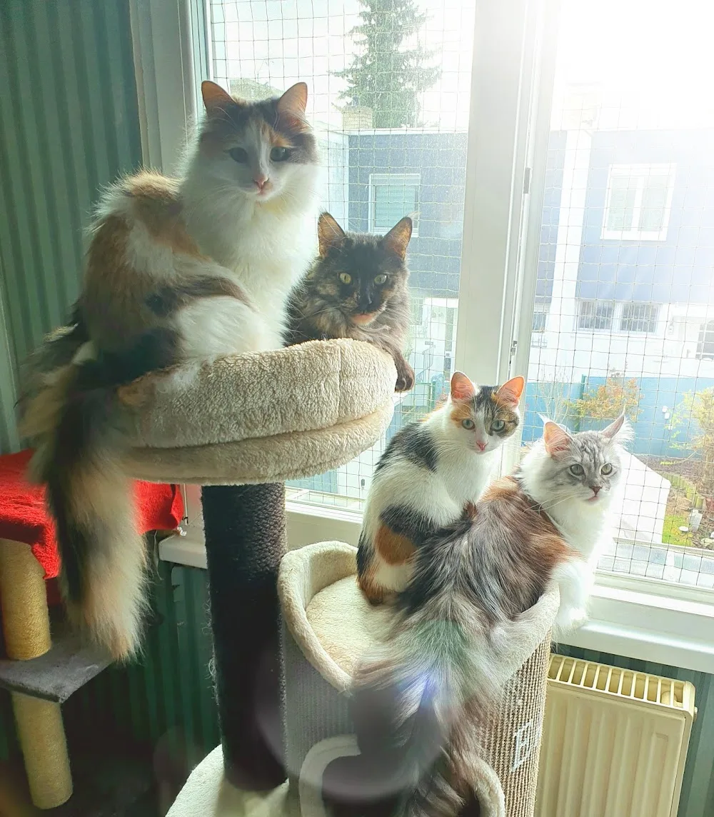 Königinnen von Schnurr Agentur - Haustierservice / Haustierbetreuung / Katzenbetreuung - Aßlar pet otel görseli 3