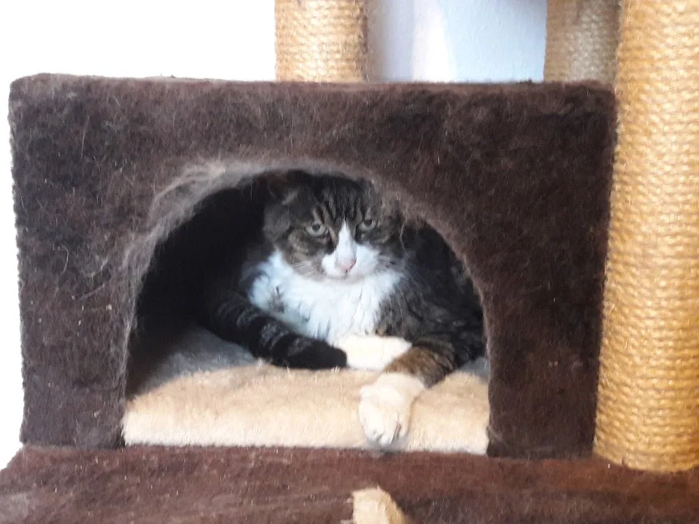 Maunz-o-tel - Aßlar pet otel