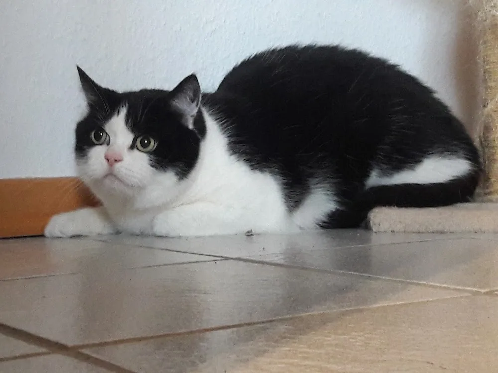 Maunz-o-tel - Aßlar pet otel görseli 3