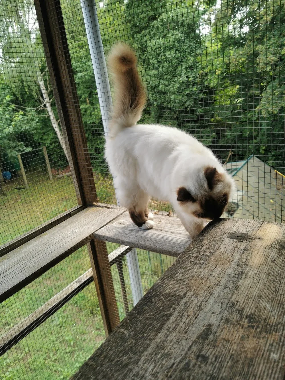 Monis Katzenpension - Aßlar pet otel görseli 2