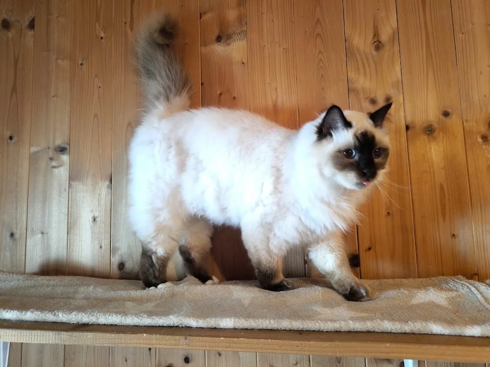 Monis Katzenpension - Aßlar pet otel görseli 3