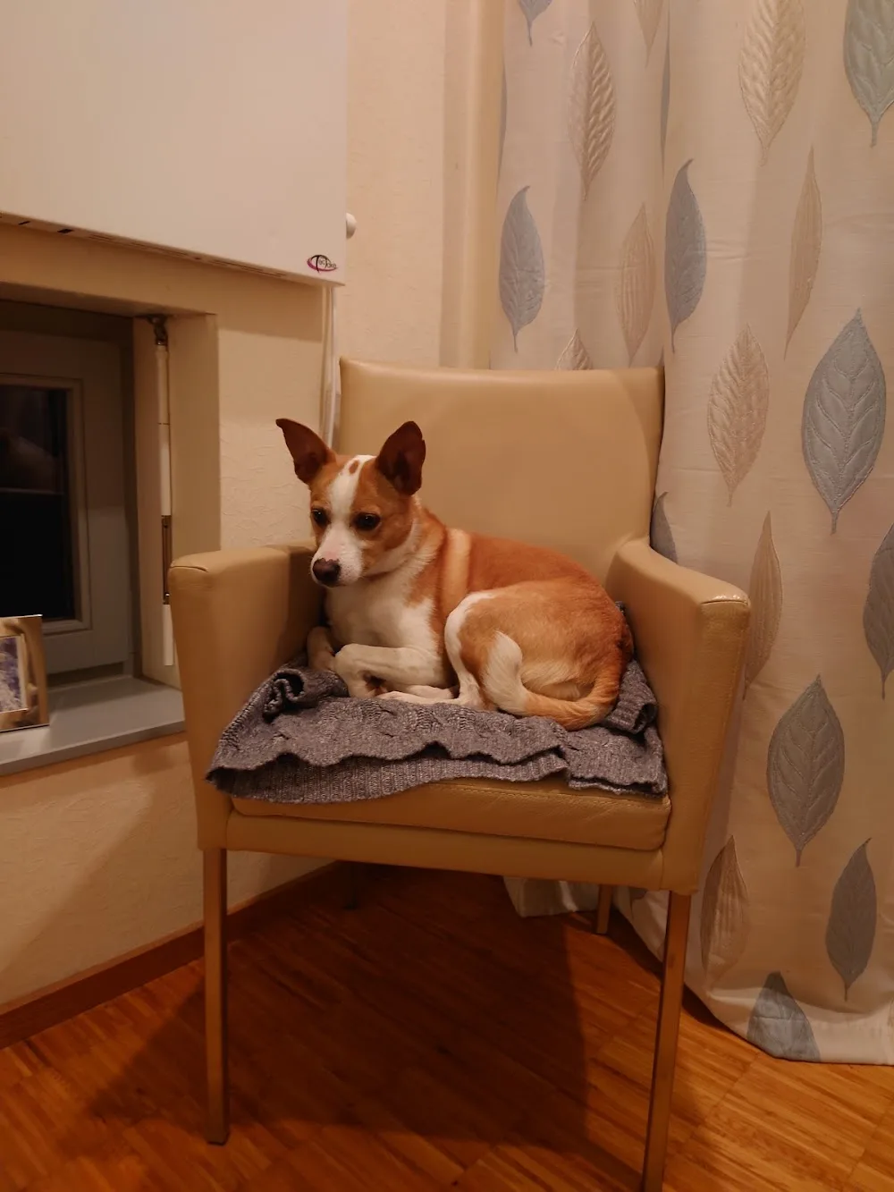 Rasdorfer Felltreff - Aßlar pet otel görseli 3