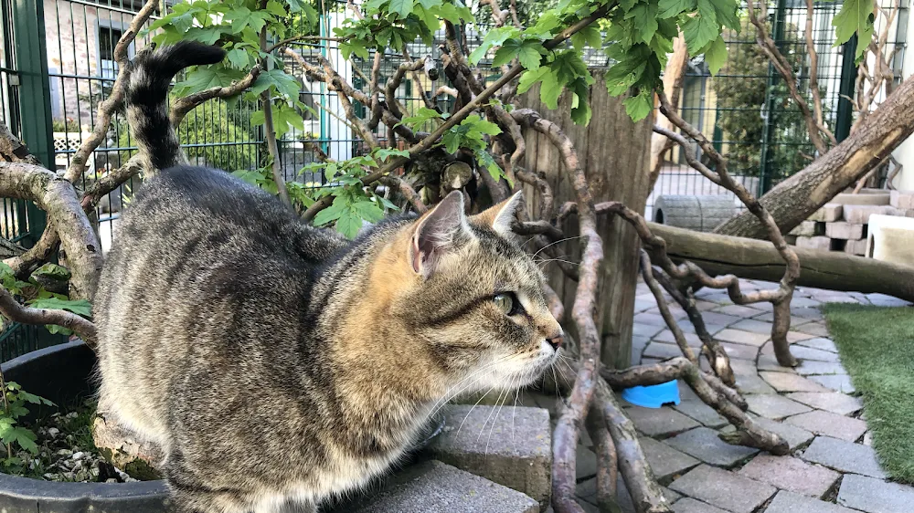 Tierhotel Rhein-Main - Aßlar pet otel