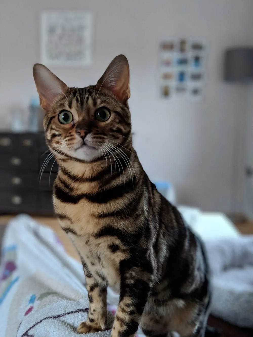 Uschi's Katzenhaus - Aßlar pet otel görseli 2