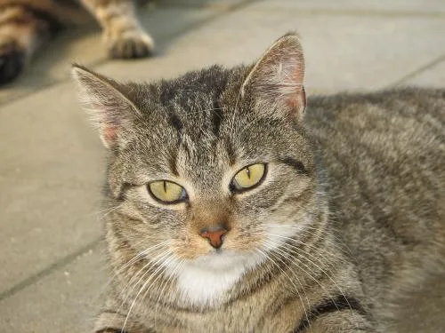 Uschi's Katzenhaus - Aßlar pet otel görseli 3