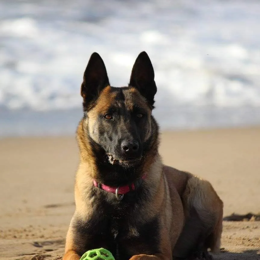 Allevamento Pensione Per Cane KristAle Asti - Asti pet otel görseli 3