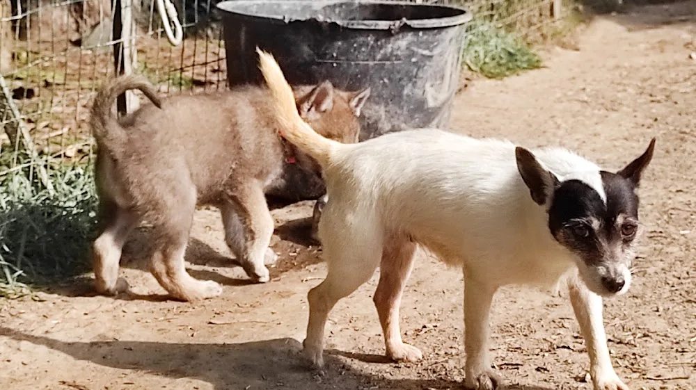 Aniwaya's Pack - Pensione casalinga - Asilo per cani - Addestramento su Torino - Asti - Asti pet otel