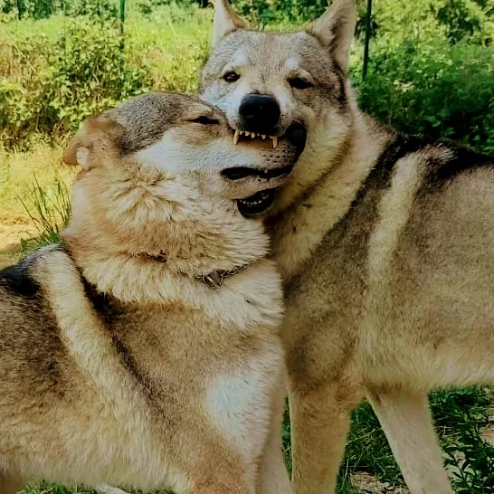 Aniwaya's Pack - Pensione casalinga - Asilo per cani - Addestramento su Torino - Asti - Asti pet otel görseli 3