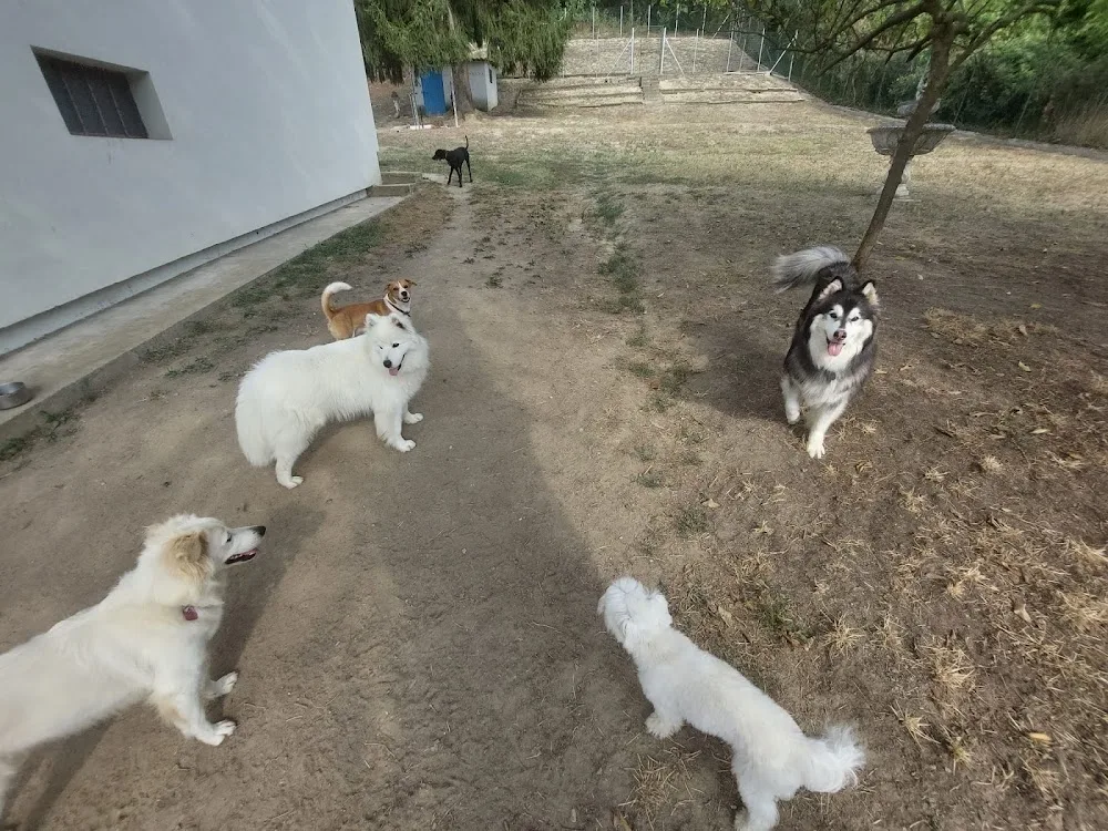 Pet Hosting & Education - Pensione casalinga per cani - Asti pet otel