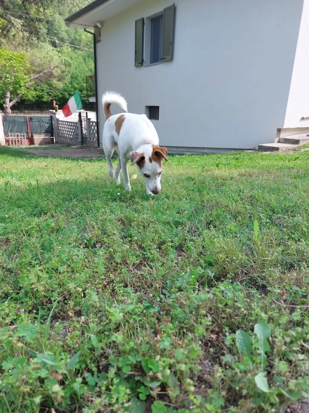 Pet Hosting & Education - Pensione casalinga per cani - Asti pet otel görseli 3