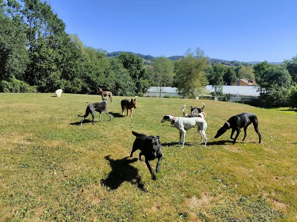 Amican Asturias Escuela y Hotel Canino - Asturias pet otel görseli 6