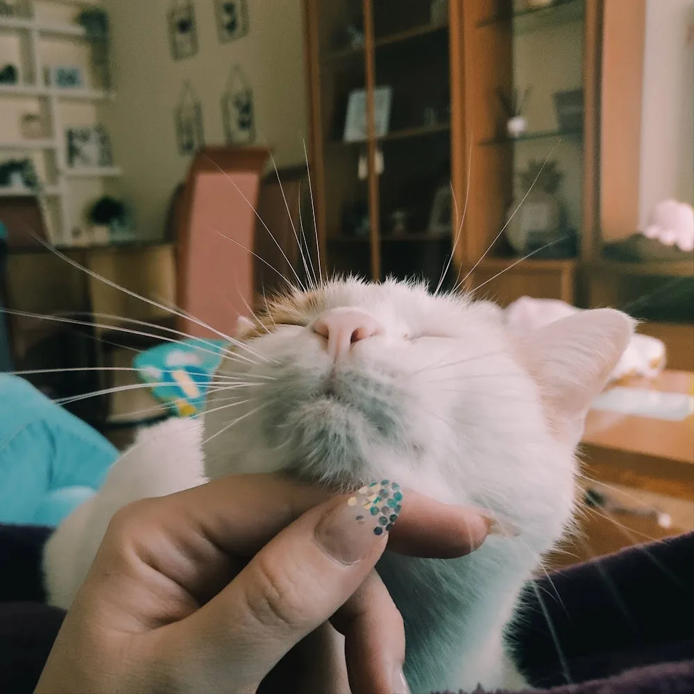 ARIGATÕ espacio felino - Asturias pet otel görseli 4