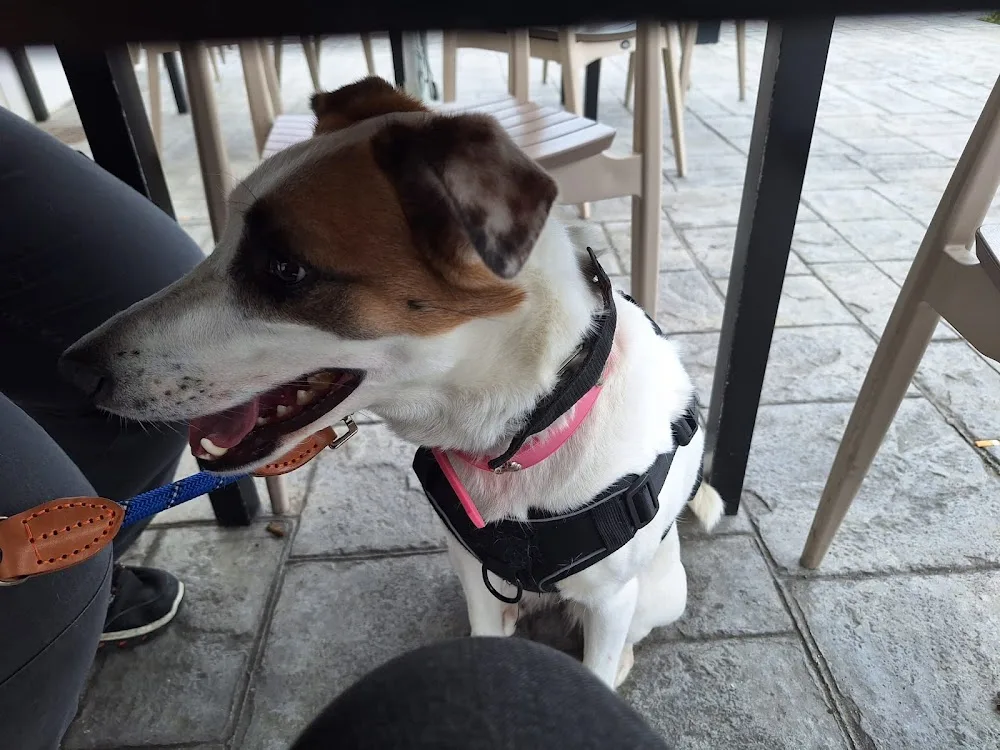 Centro Canino El Xelán S.L. - Asturias pet otel görseli 3