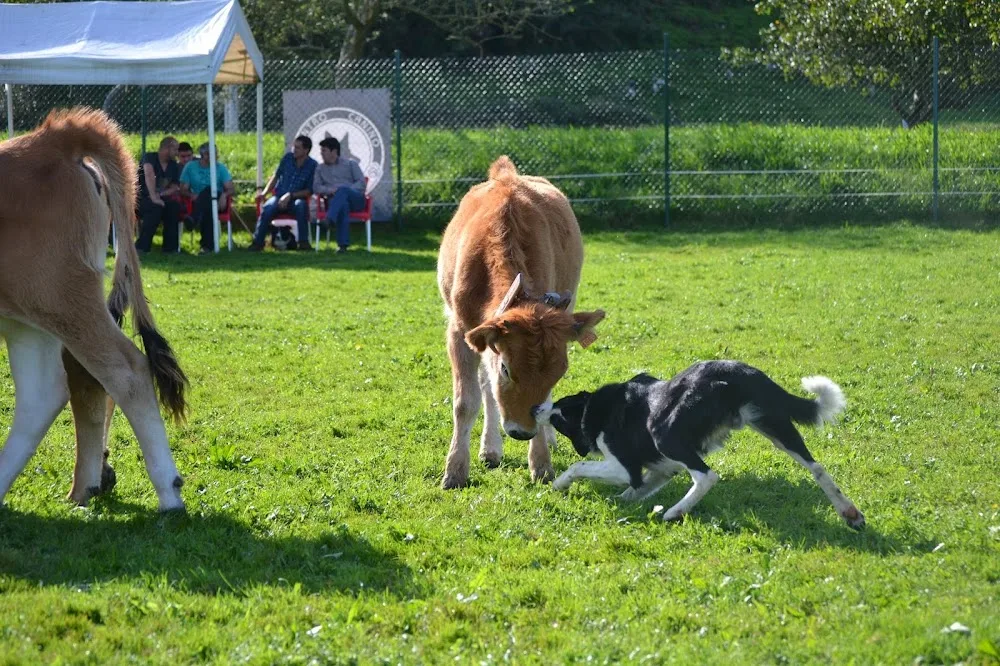 CENTRO CANINO LA ERIA S.C. - Asturias pet otel