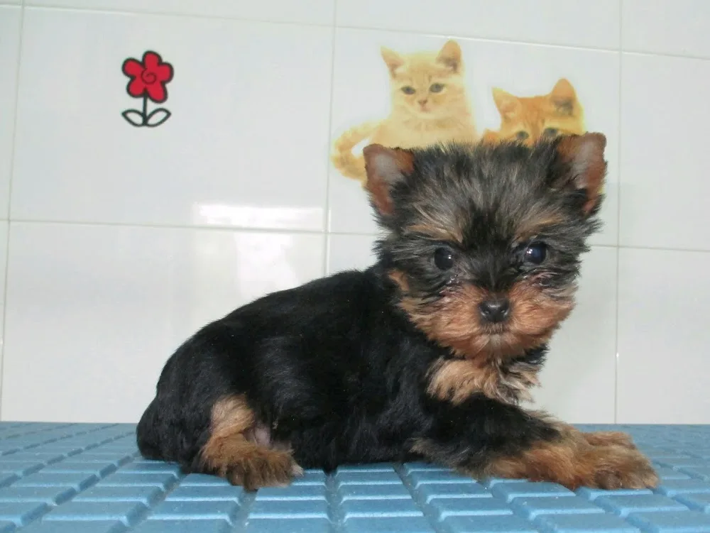Centro Canino Los Ferreros - Asturias pet otel