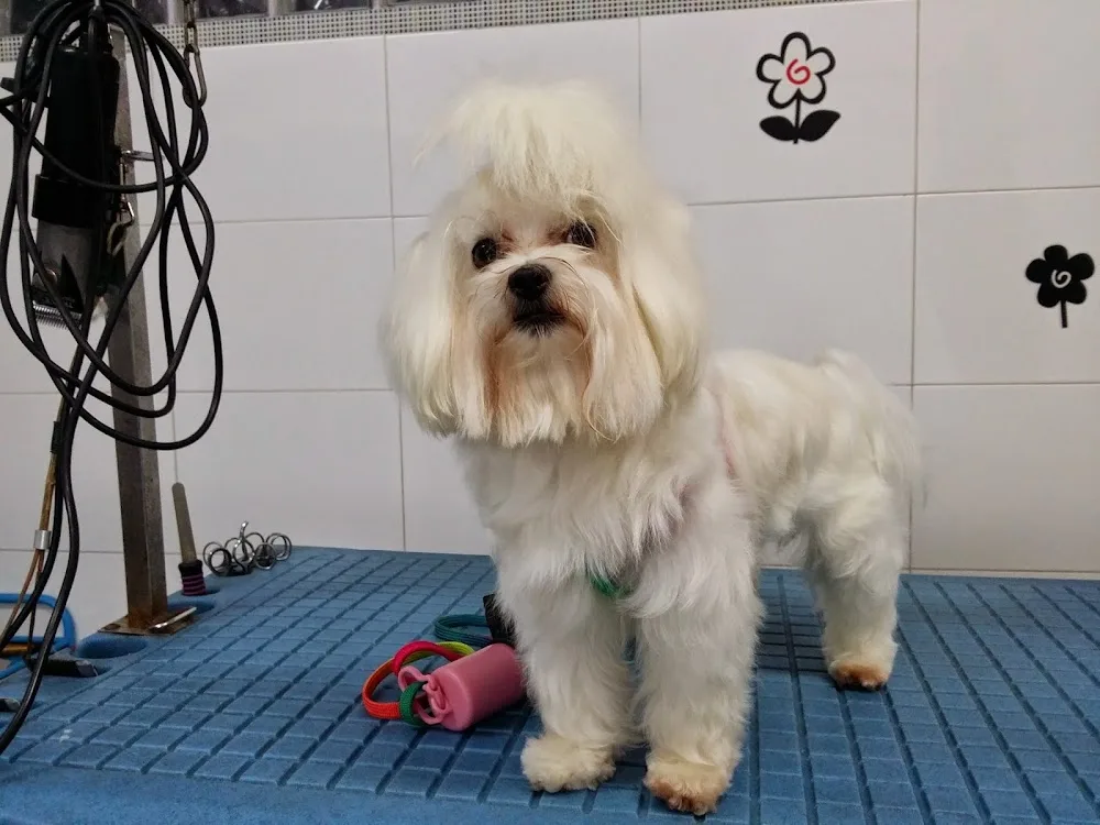 Centro Canino Los Ferreros - Asturias pet otel görseli 3