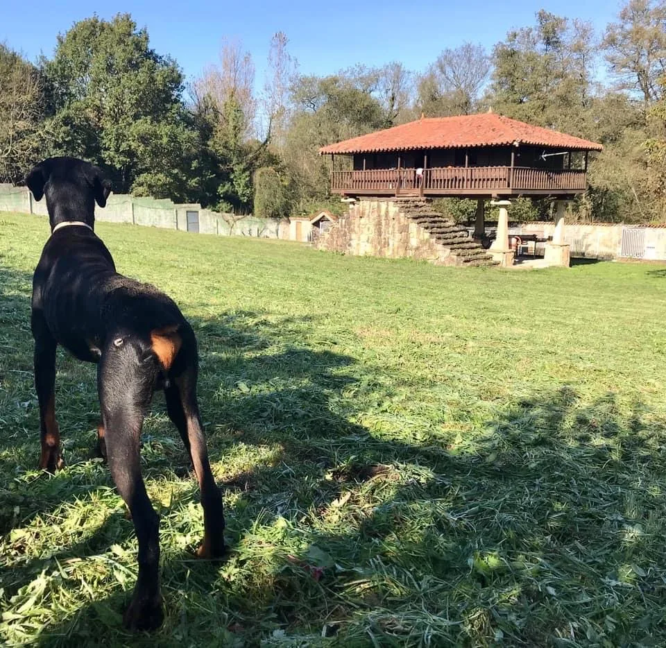 El Carbayón, Residencia Canina - Asturias pet otel