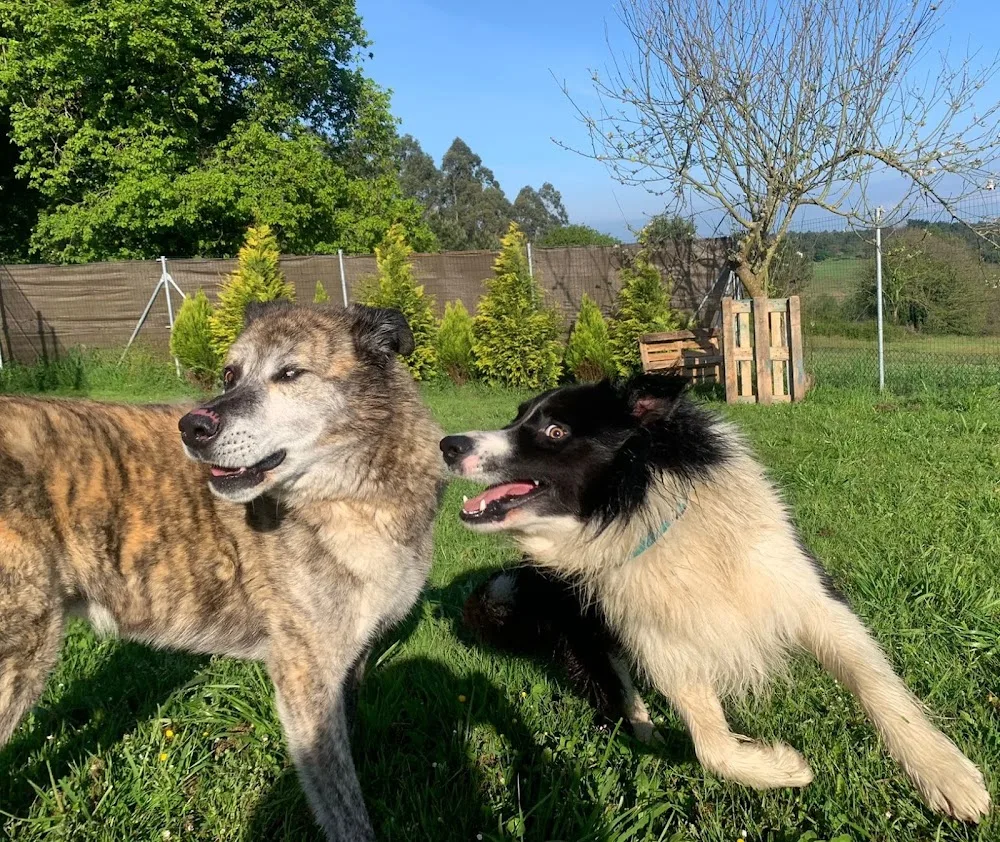 Guarderia canina Navia y Tapia - Asturias pet otel görseli 3