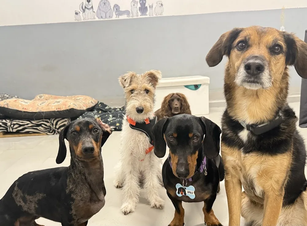 Guardería Canina Perro Feliz - Asturias pet otel