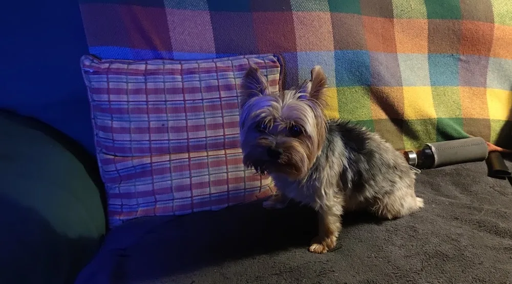 Hotel canino arcoiris - Asturias pet otel