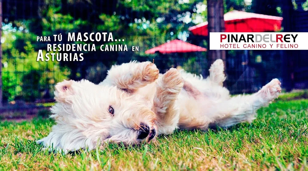Hotel Canino Pinar del Rey - Asturias pet otel