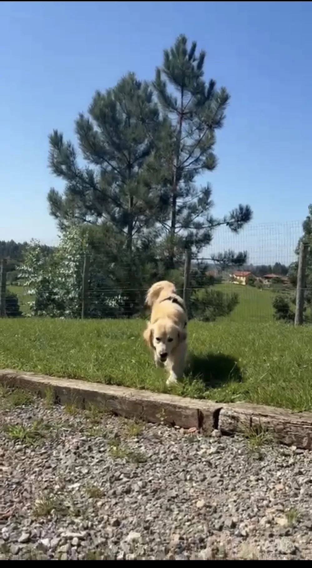 Hotel Canino Villa Astur - Asturias pet otel görseli 3
