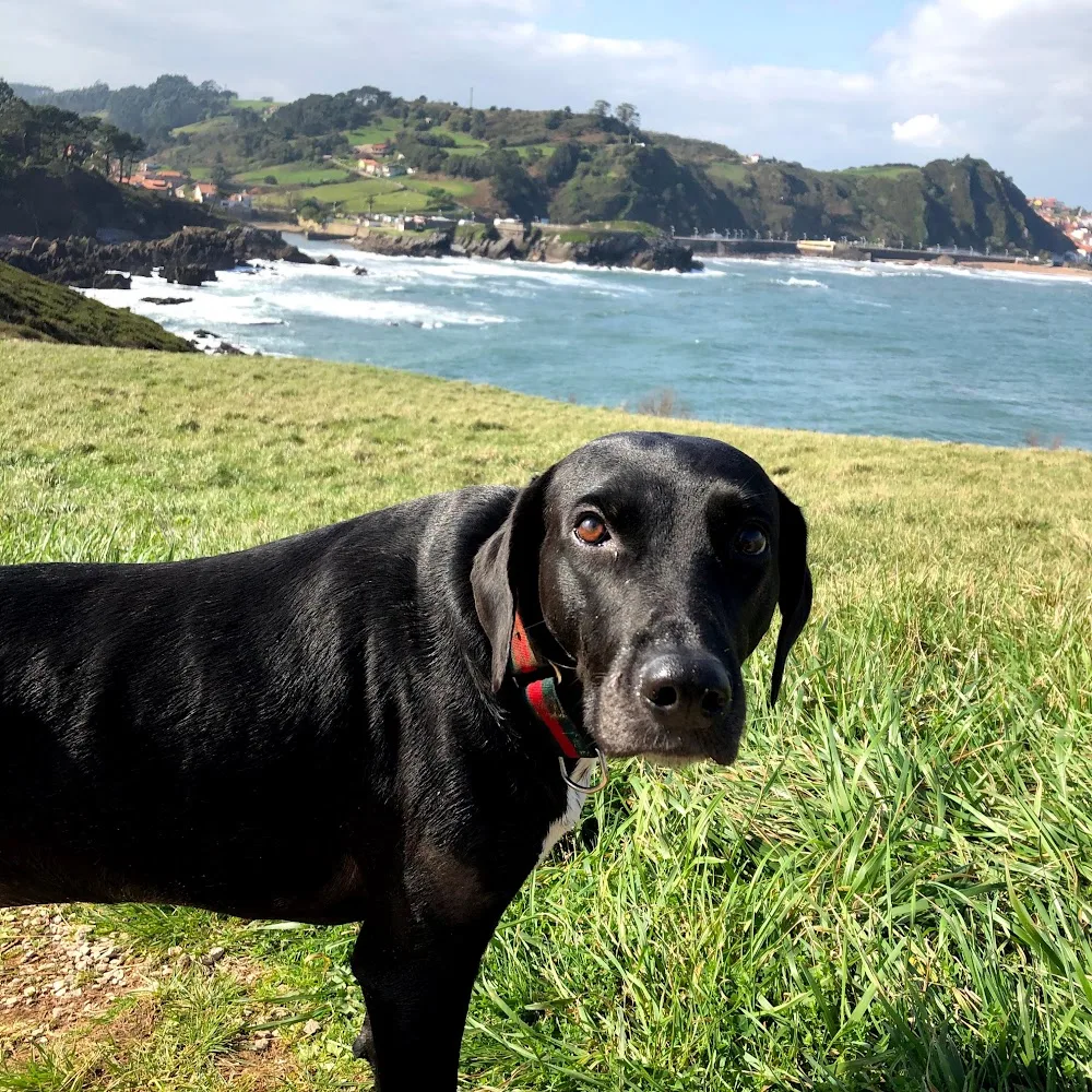 Hotel Canino Villa Astur - Asturias pet otel görseli 4