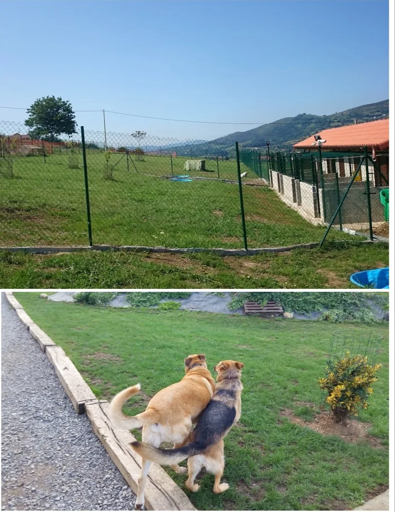Ovi-can - Asturias pet otel