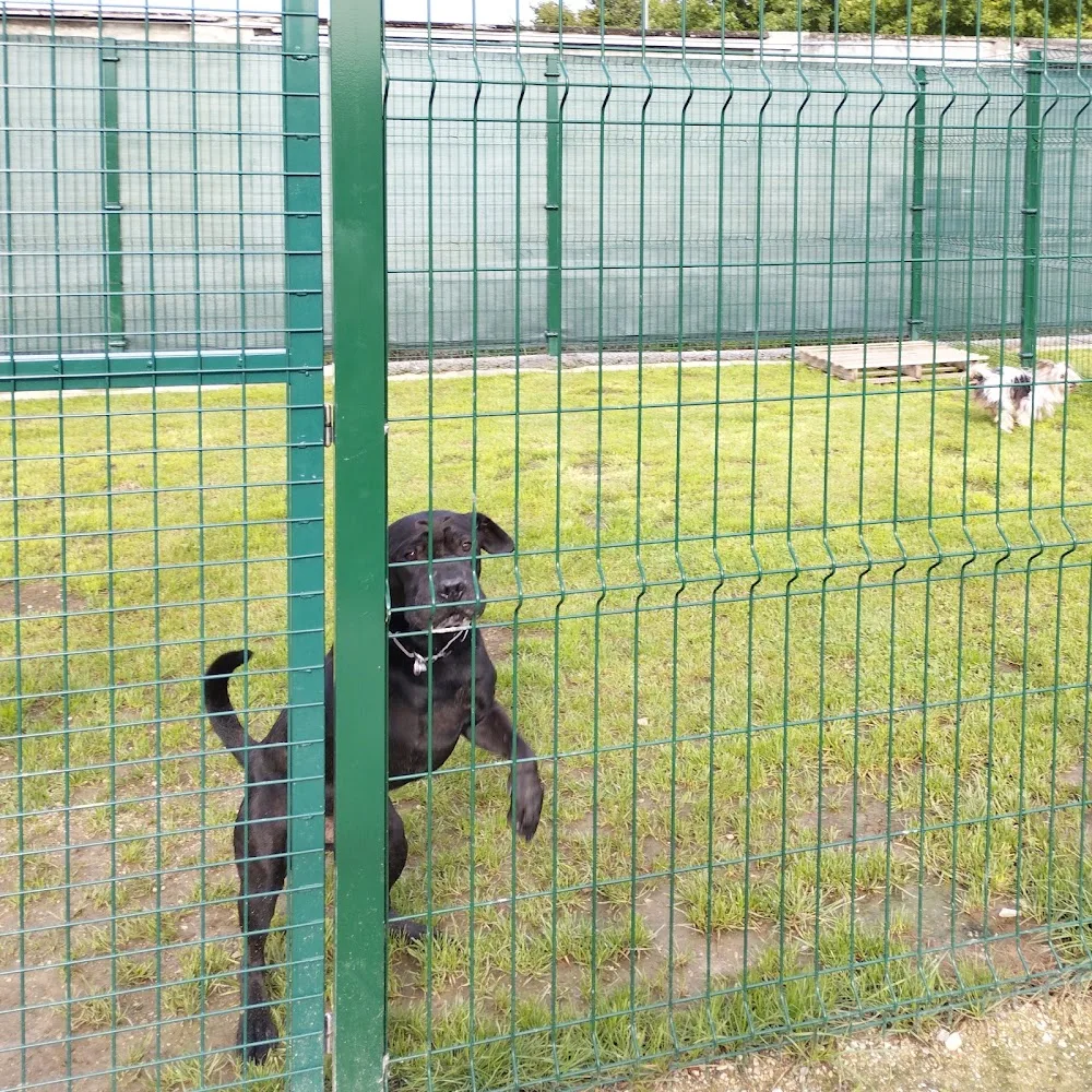 Residencia Canina Amigos de Nico - Asturias pet otel