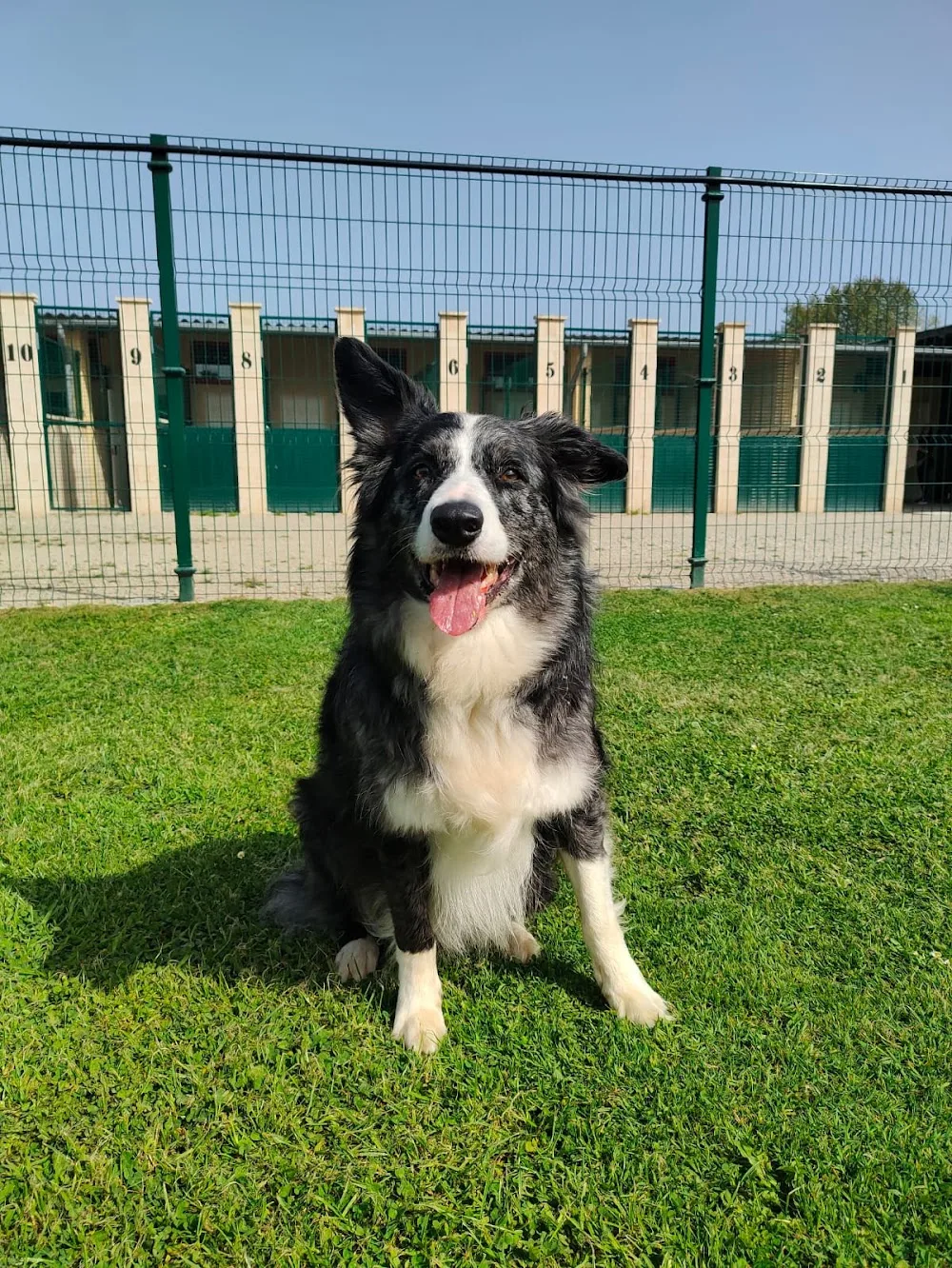 Residencia Canina Amigos de Nico - Asturias pet otel görseli 3