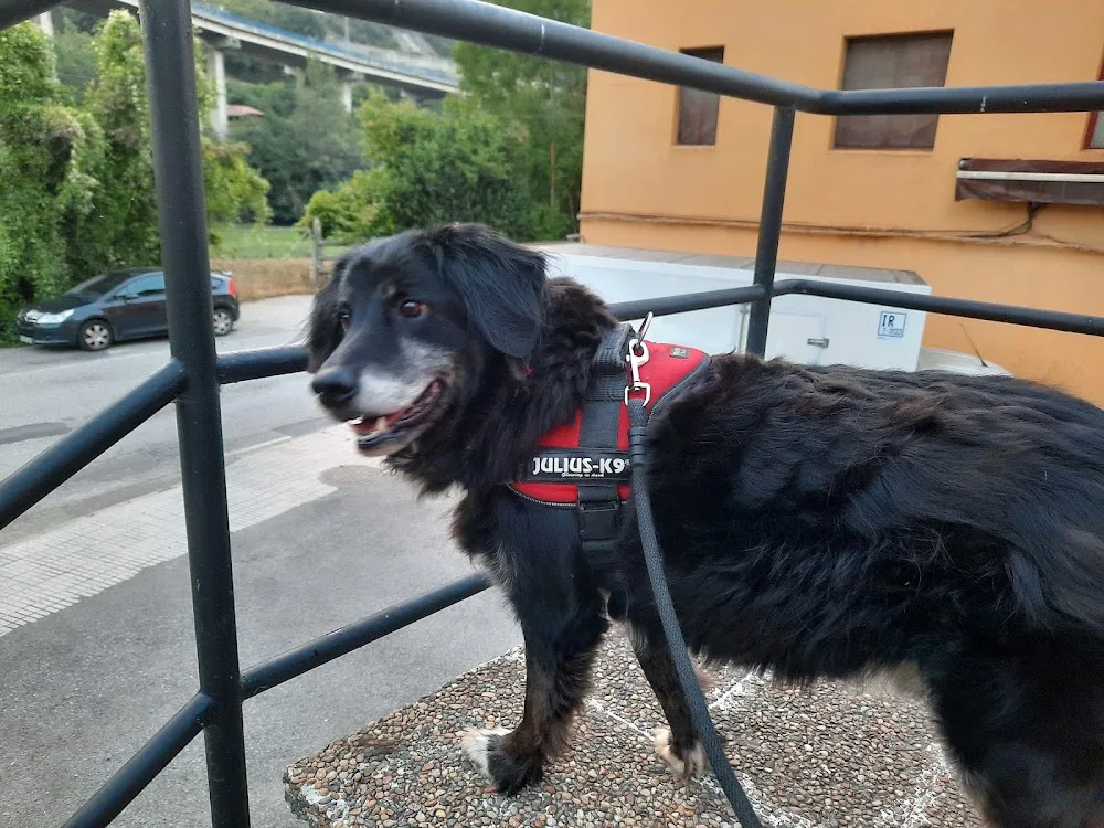Residencia Canina y Felina Brañavalera - Asturias pet otel