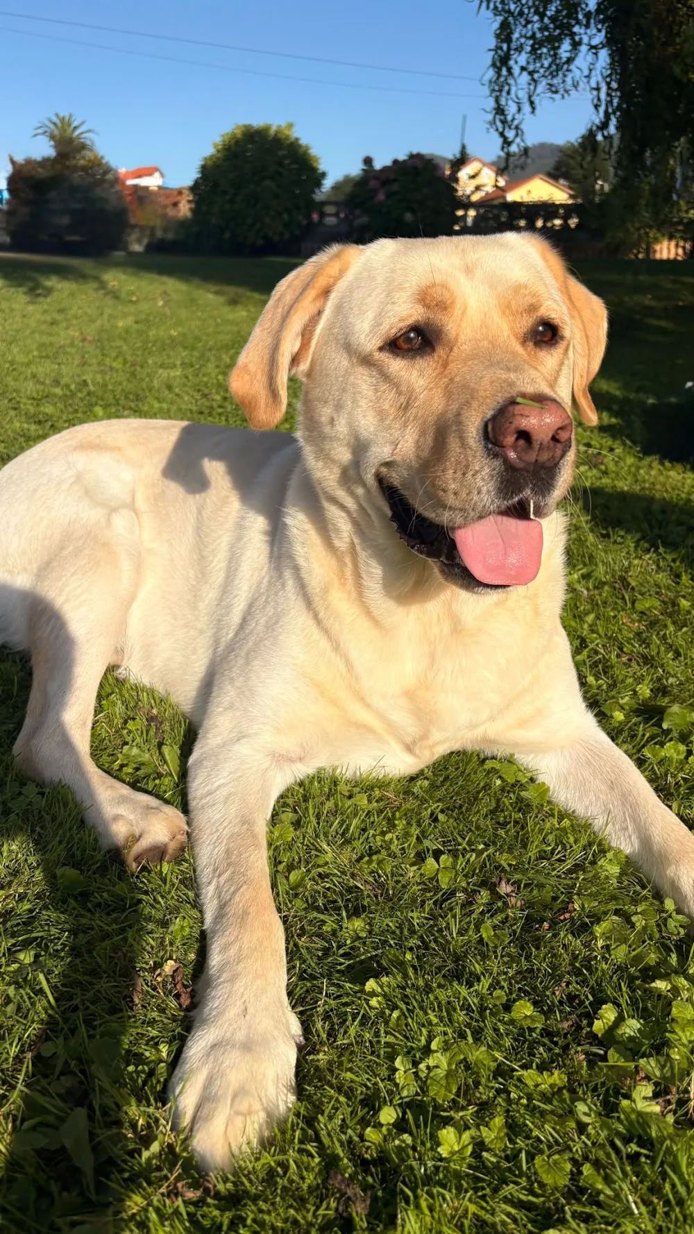 Serendipia Centro Canino - Asturias pet otel görseli 3