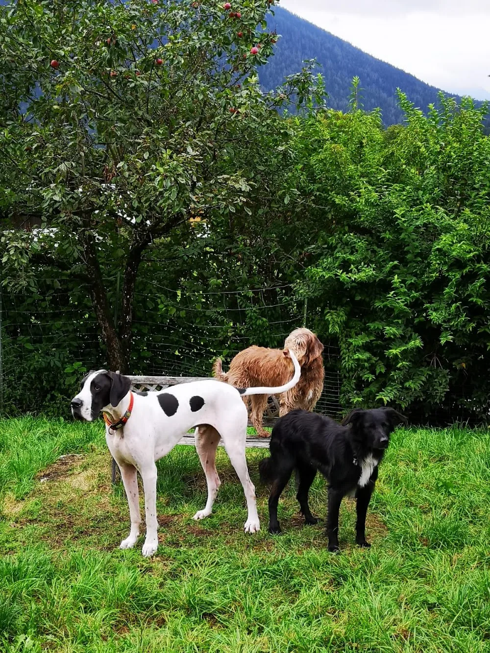 Andrea Wagner Tierbetreuung - Salzburg pet otel