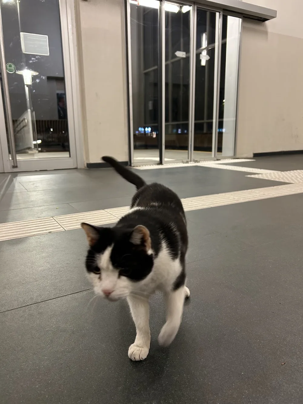 Luke der Kater - Salzburg pet otel görseli 2