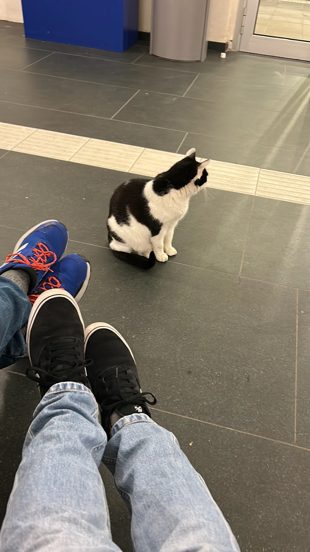 Luke der Kater - Salzburg pet otel görseli 3