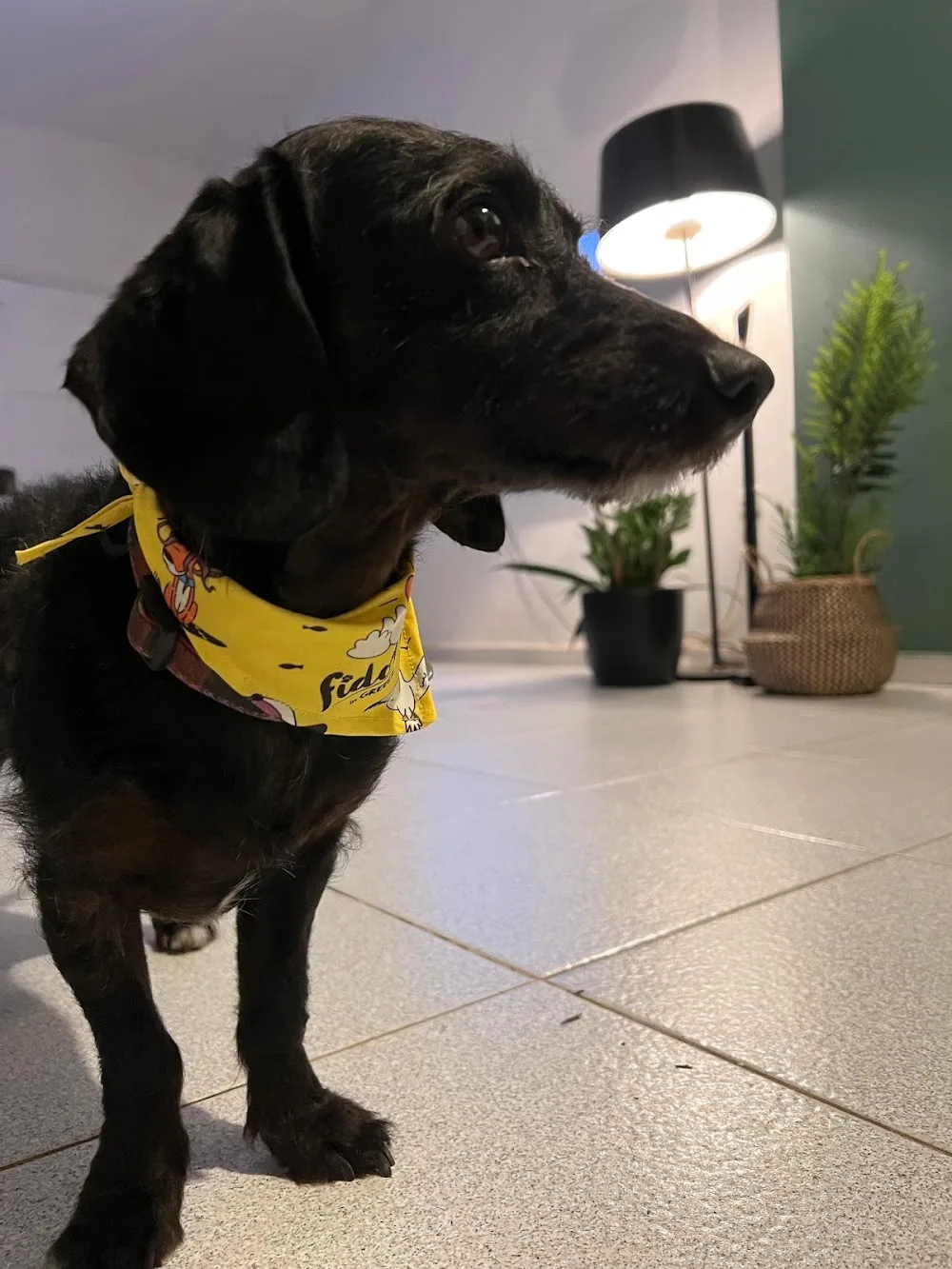 Fido - Pet Services & Accessories - Athens pet otel