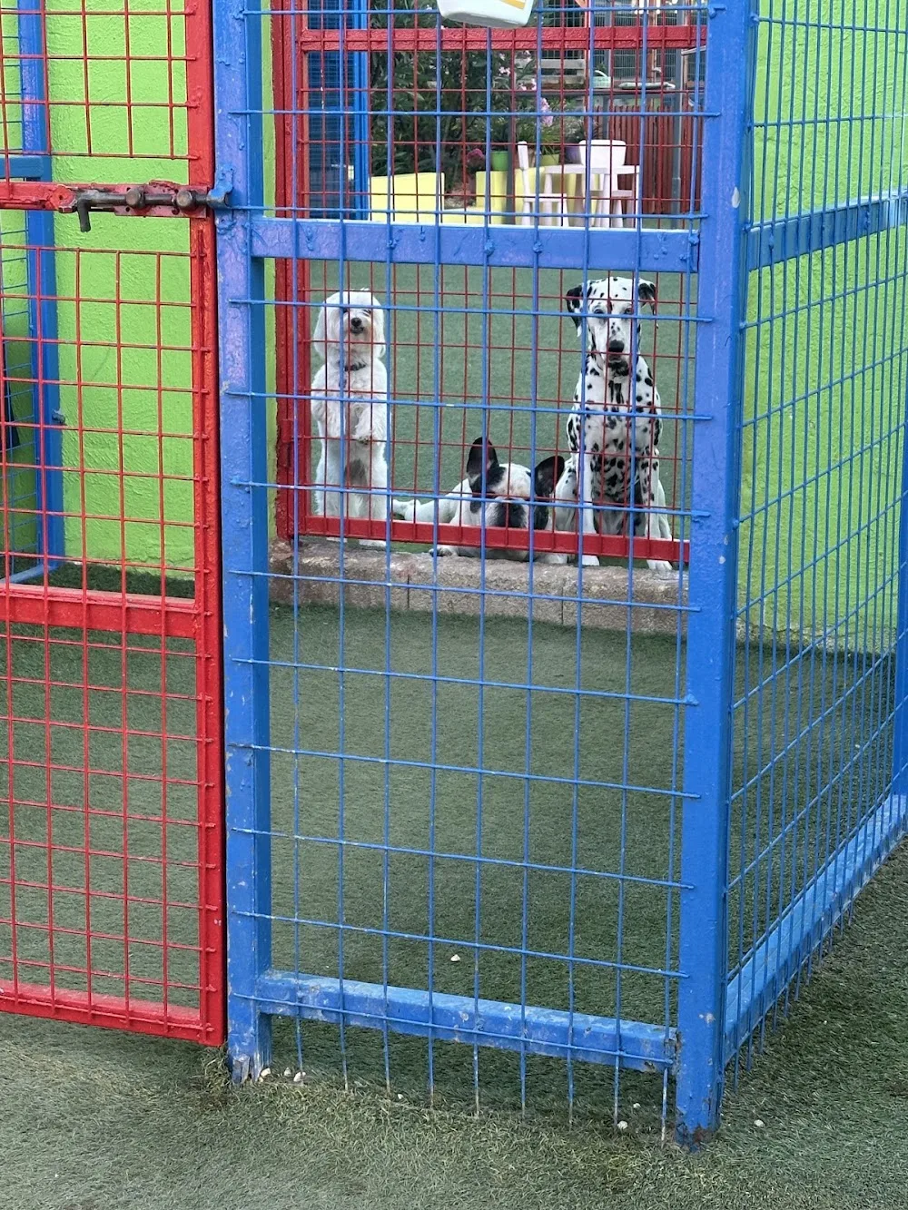 Frances’ Doggy Den - Athens pet otel görseli 6