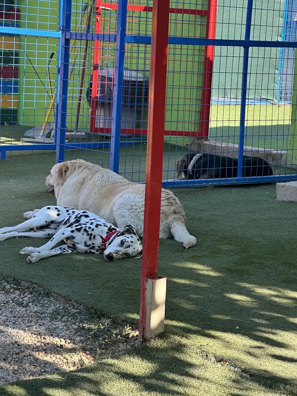 Frances’ Doggy Den - Athens pet otel görseli 11