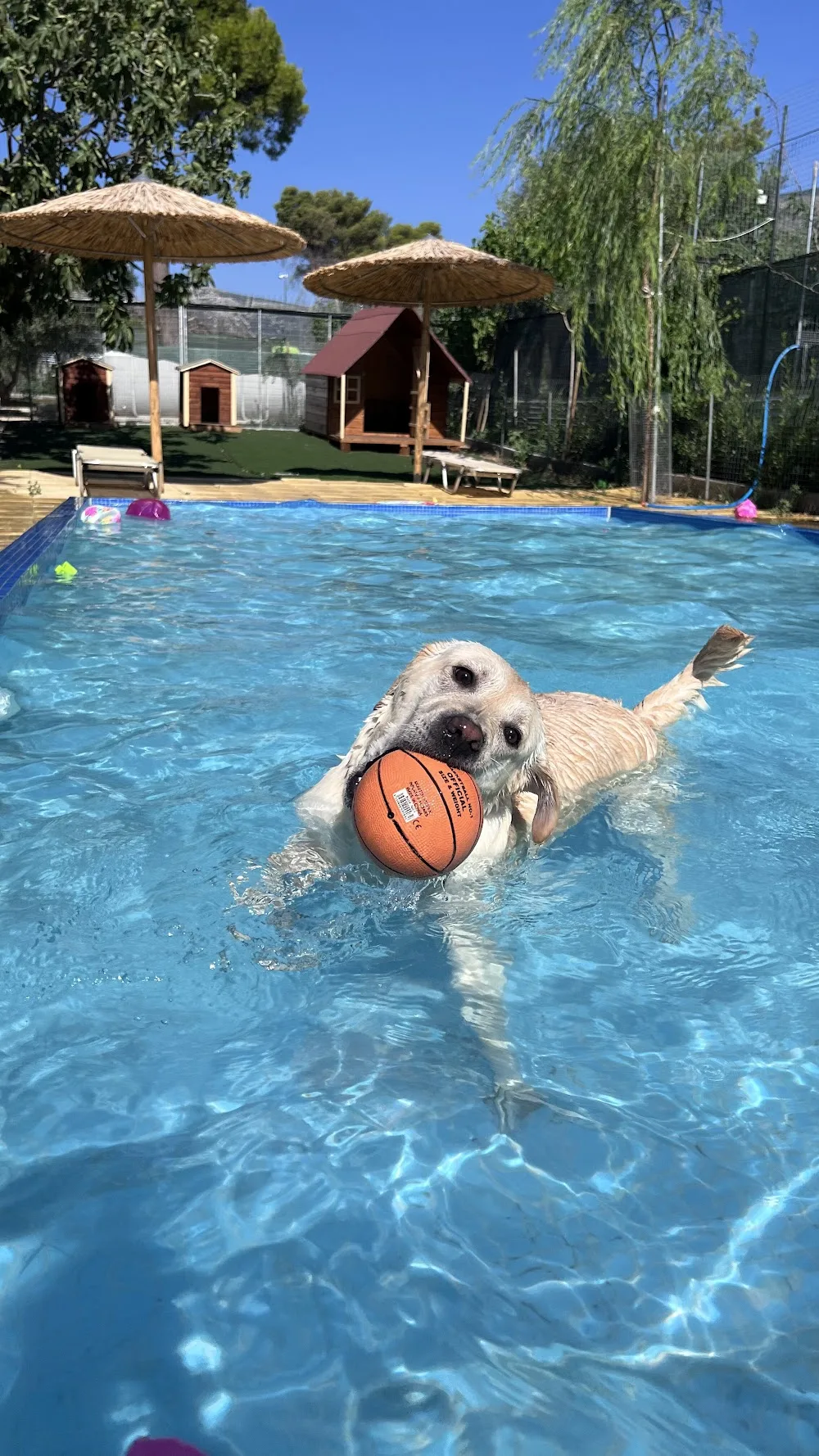 I LOVE DOGS 🐶 🐾💕🦴Ξενοδοχείο σκυλων / Dog hotel Varibobi/Βαρυμπόμπη Βόρεια προάστια - Athens pet otel görseli 18