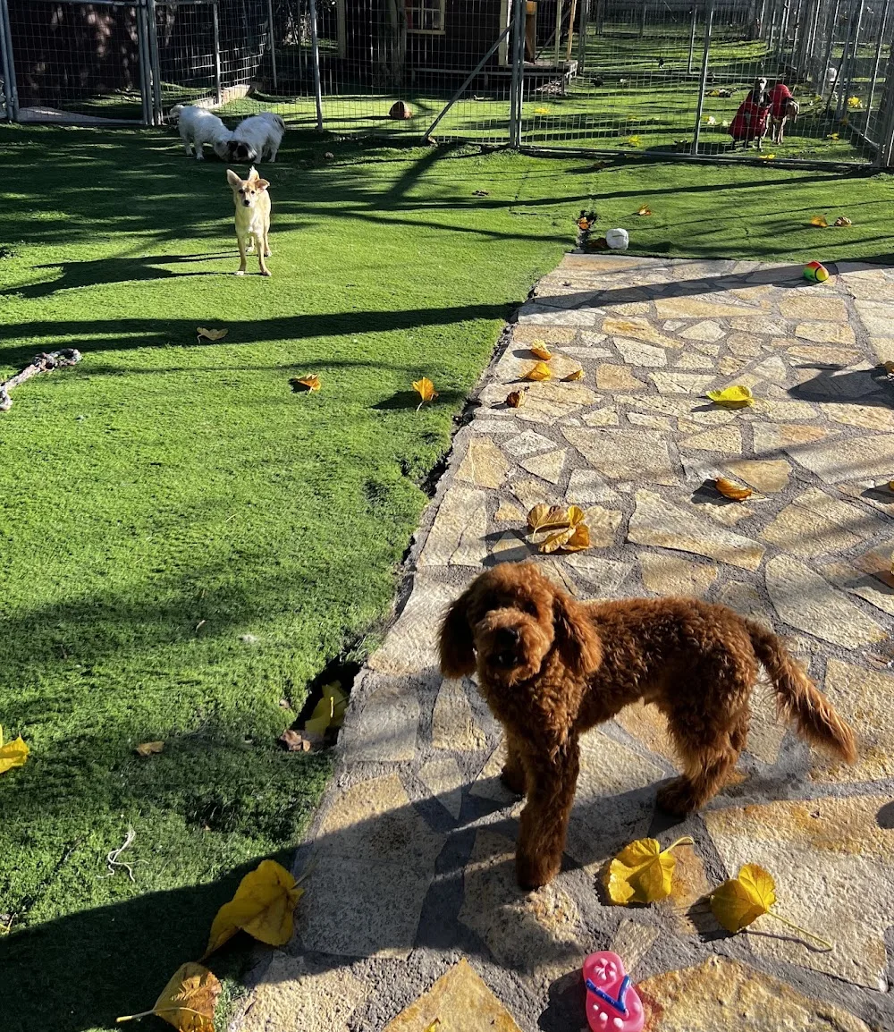 I LOVE DOGS 🐶 🐾💕🦴Ξενοδοχείο σκυλων / Dog hotel Varibobi/Βαρυμπόμπη Βόρεια προάστια - Athens pet otel görseli 7
