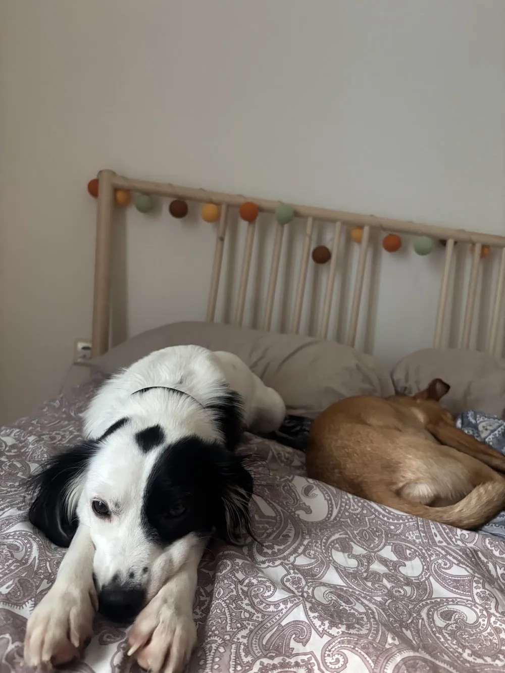 Kypseli Petsitting - Athens pet otel görseli 7