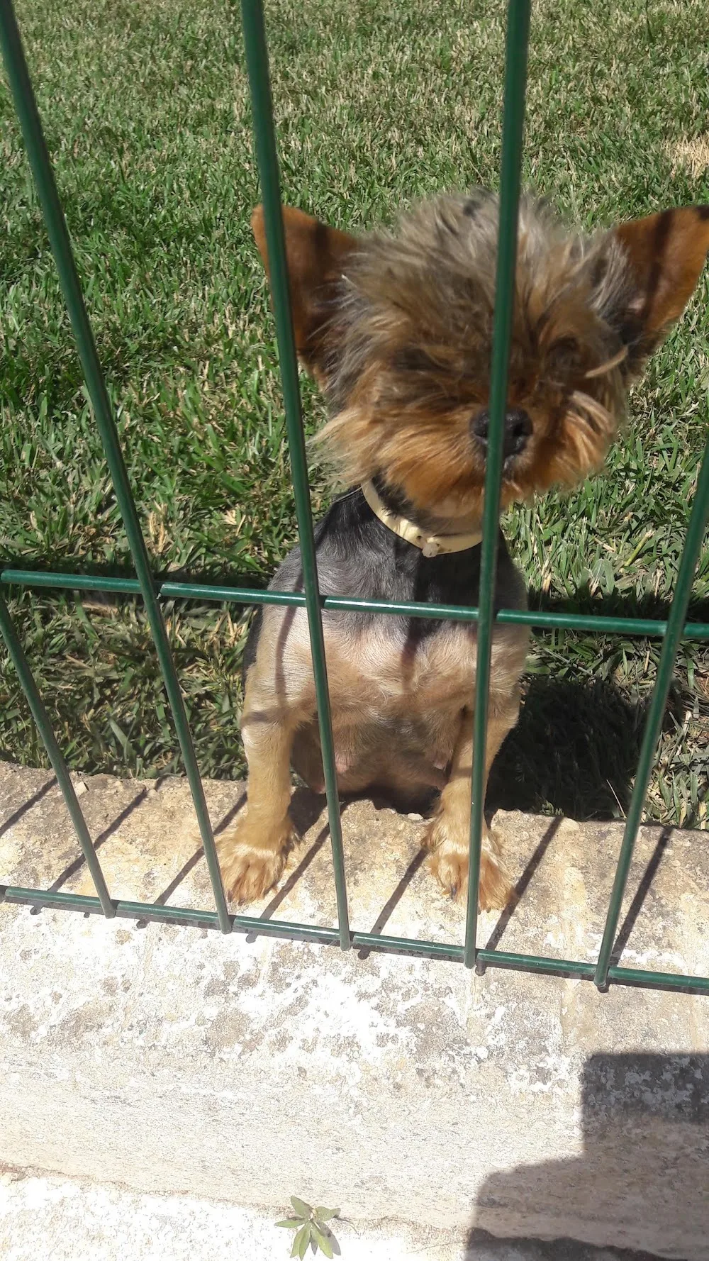 Lazaros Kennel - Athens pet otel görseli 26