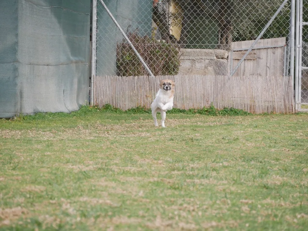 Pallini Kennels - Athens Pet Resort - Athens pet otel görseli 15