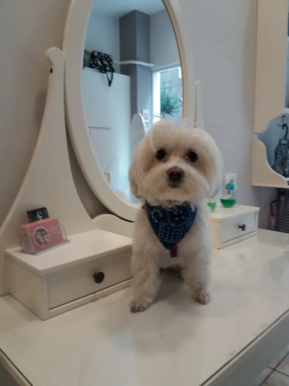 Pet Grooming House - Athens pet otel görseli 4