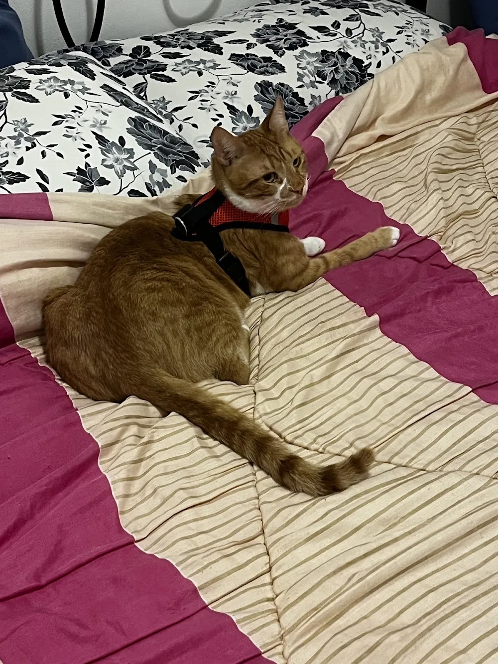 Pet keeper Nea Smyrni by Ίριδα - Athens pet otel görseli 3