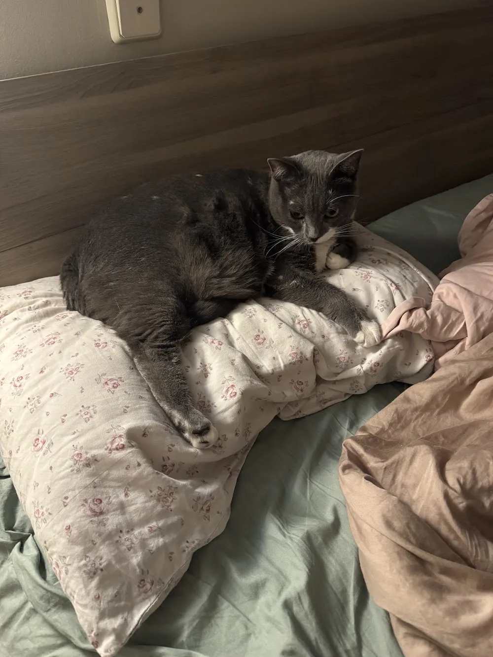 This Sassy Cat - Athens pet otel